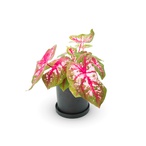 Caladium Rosebud Custom Name Pot Plant